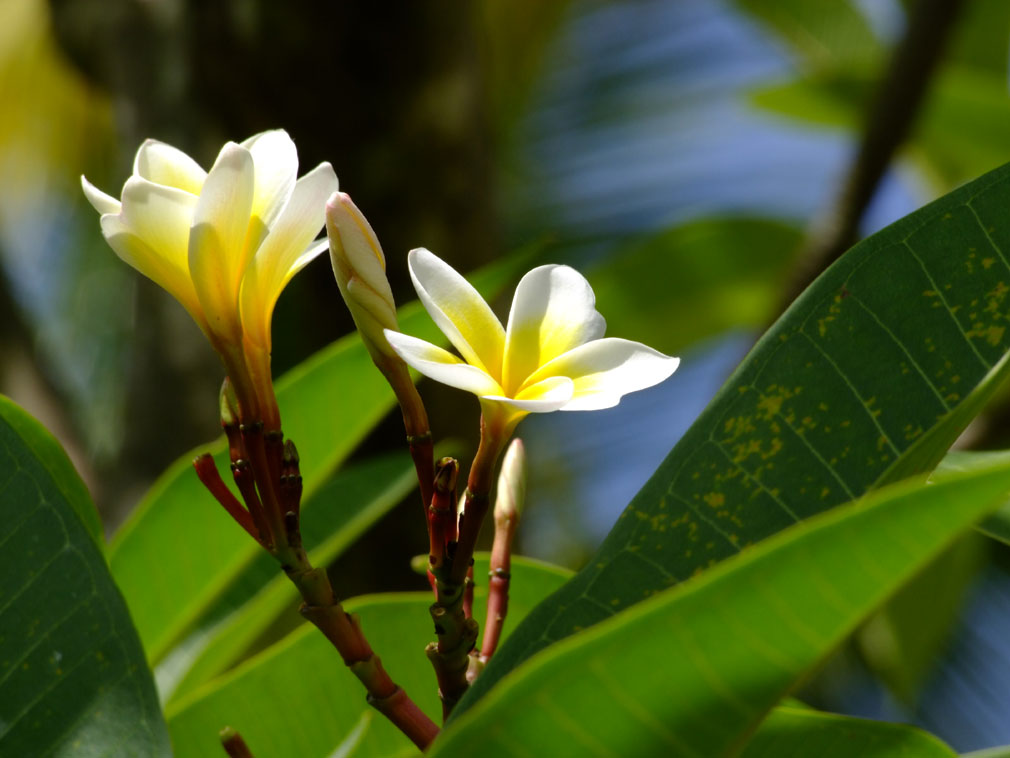 FIORI