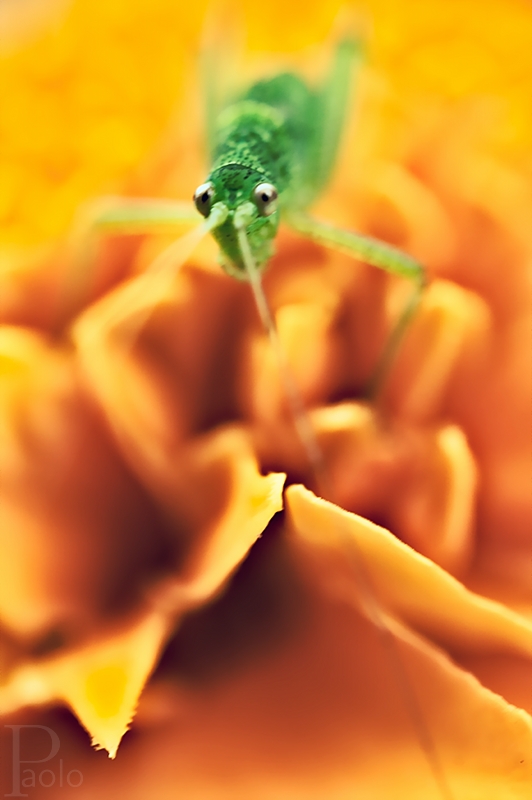 Senza Titolo