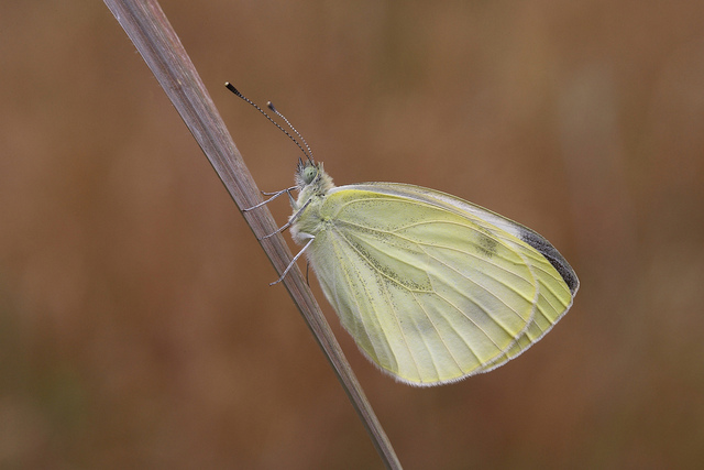 Pieris