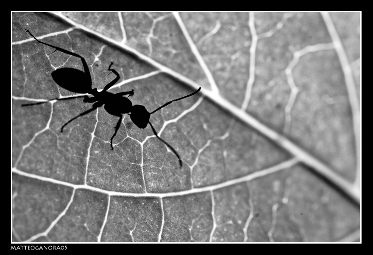 Formica BN (Autore: matteoganora)