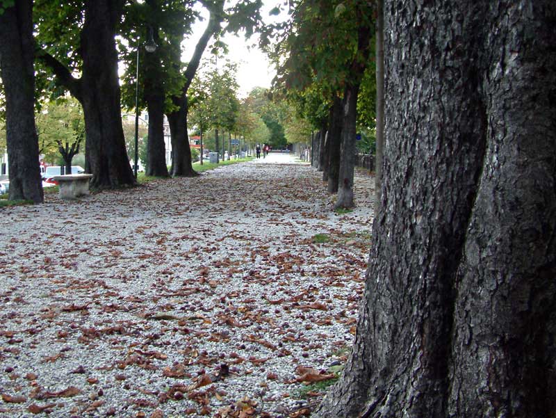 Viale