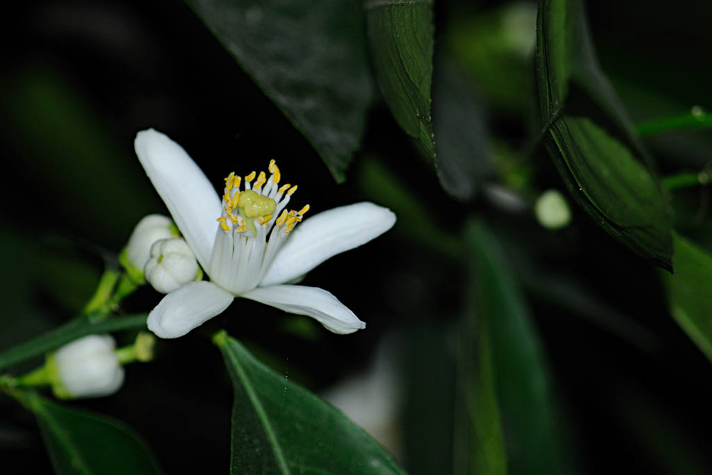 Fiore di limone