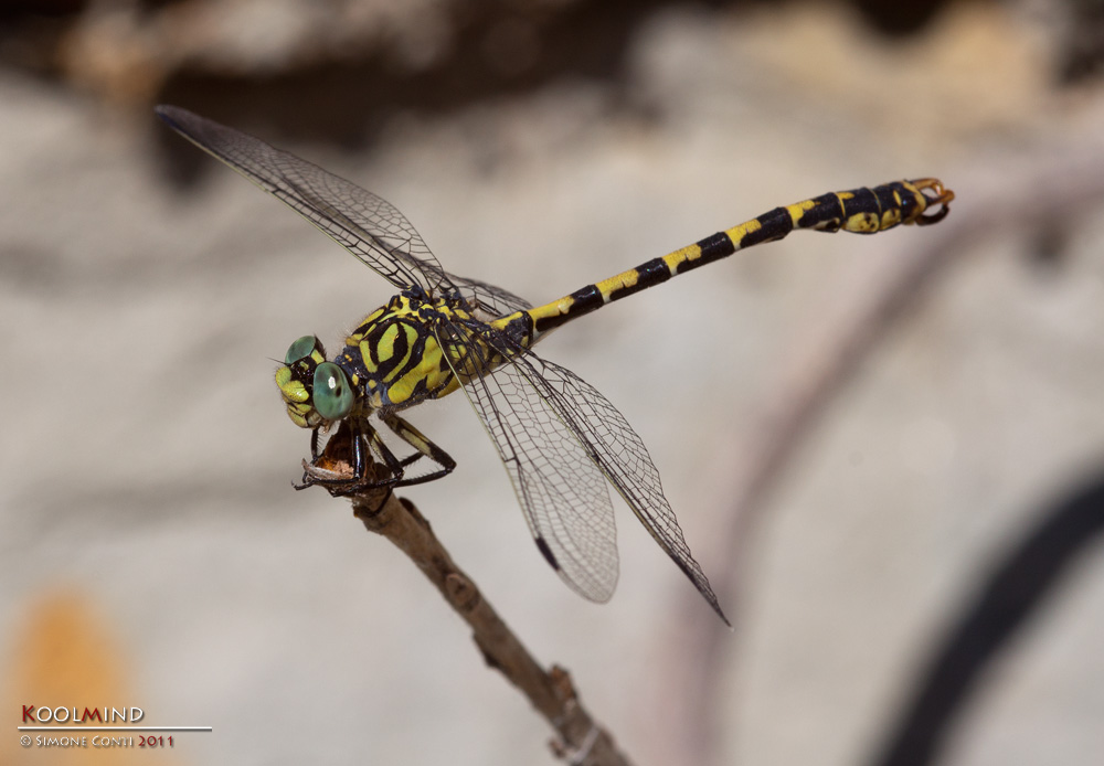 O. Forcipatus in posa classica