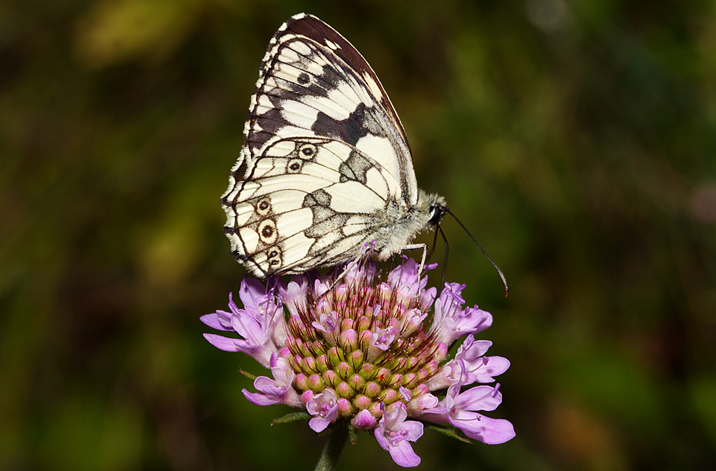 Melanargia occitanica 2