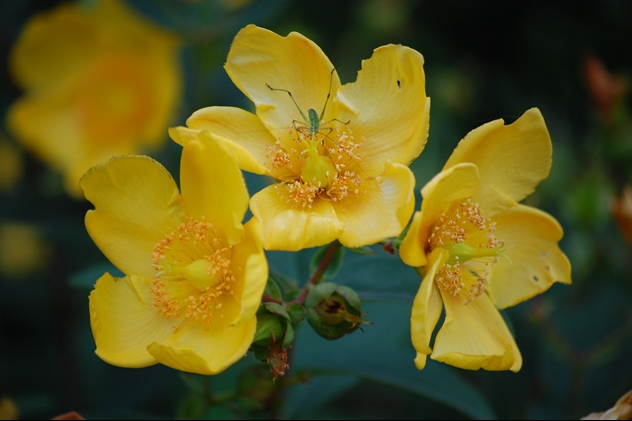 Fiore
