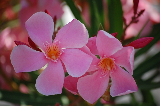 Fiore