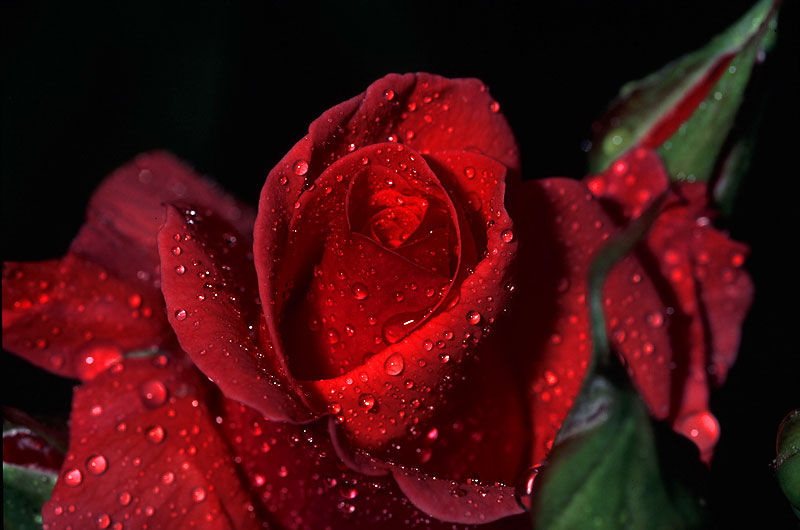 Rosa rossa