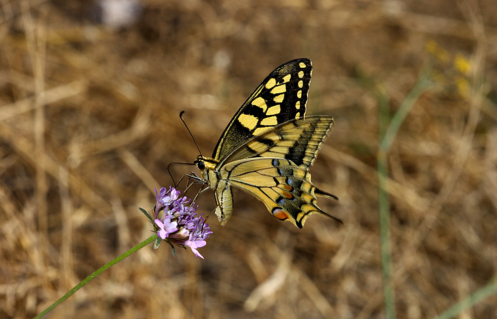 Papilio machaon