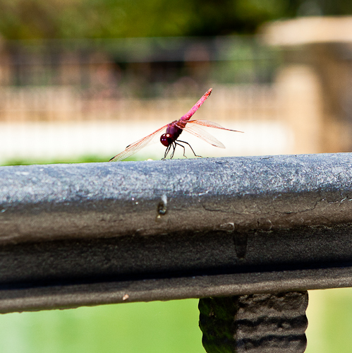 Red Dragon Fly