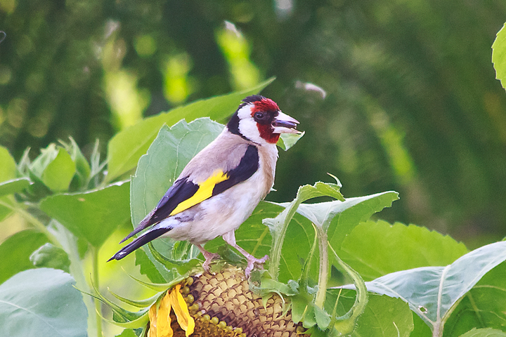 cardellino 2