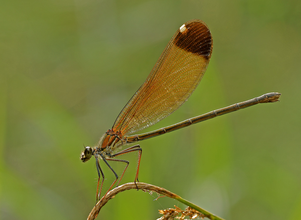 Libellula