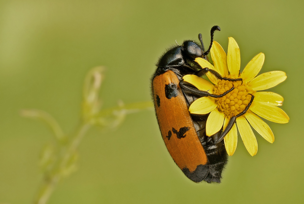Mylabris variabilis