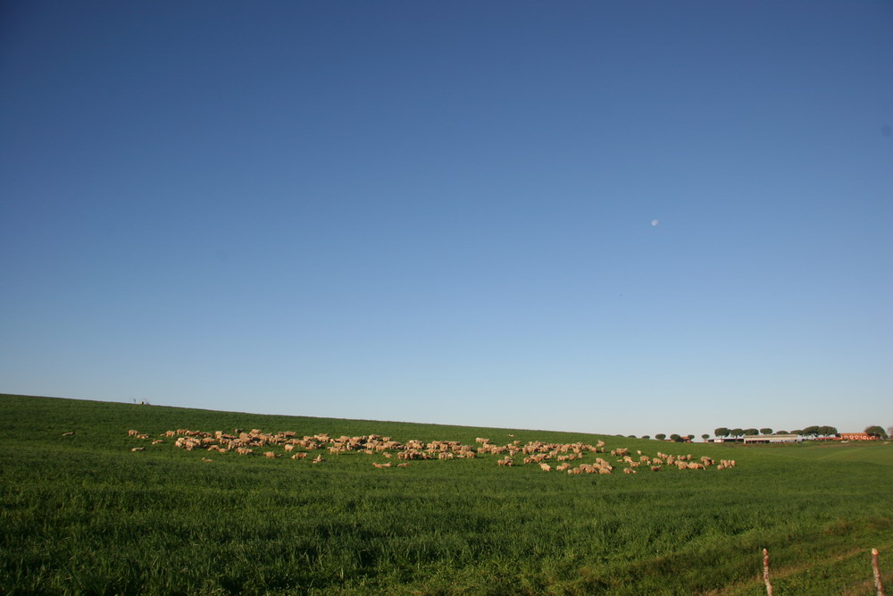Pecore al pascolo