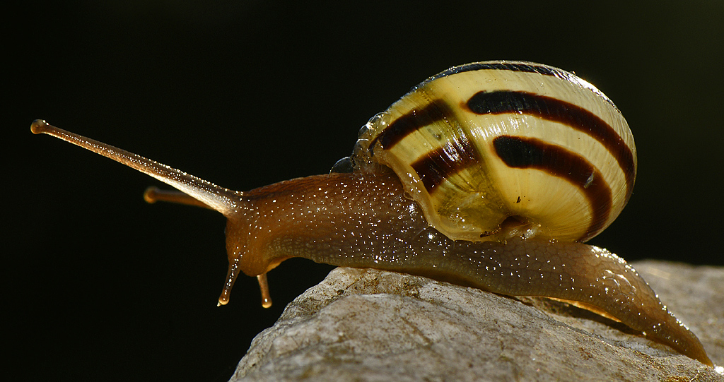 Chiocciola controluce