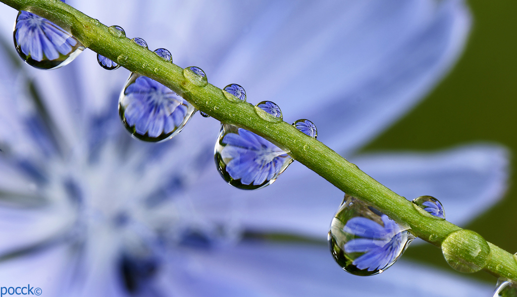 Fiori riflessi