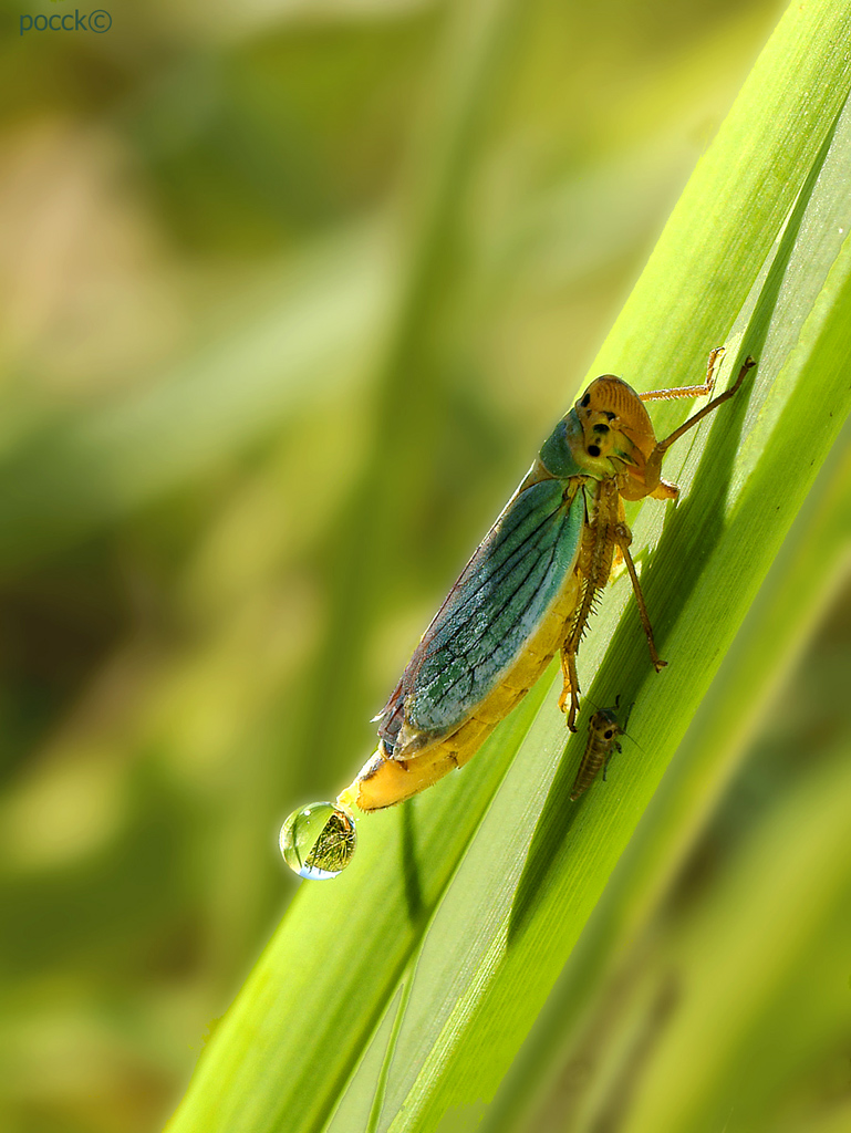 Cicalina