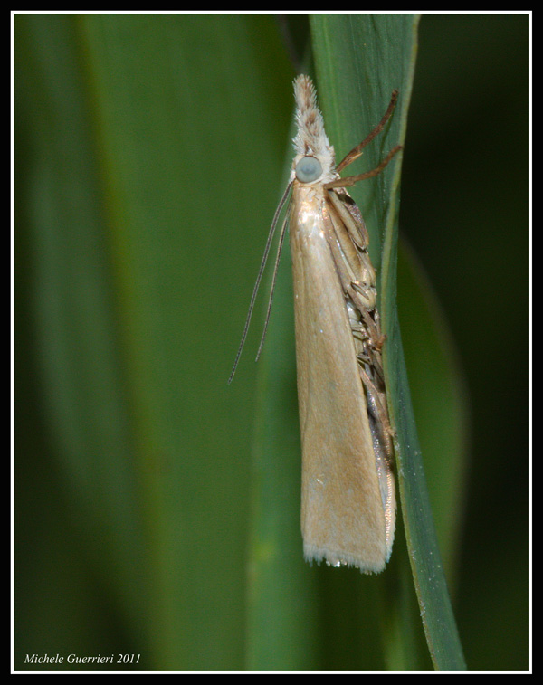 Piccola Falena?
