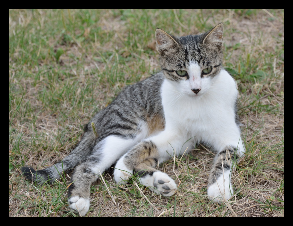 a cat