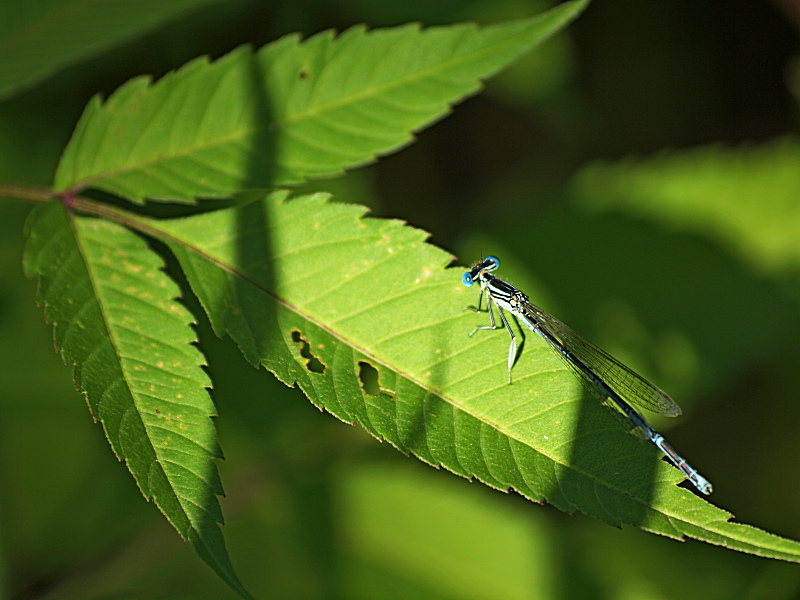 Libellula ?