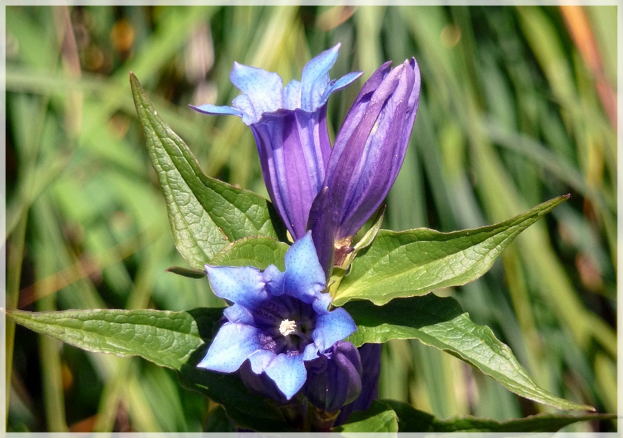 genziana