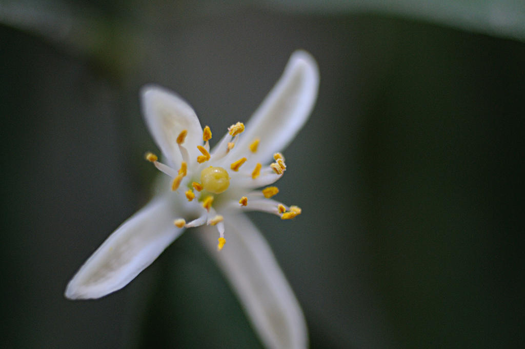 Rifiore di limone
