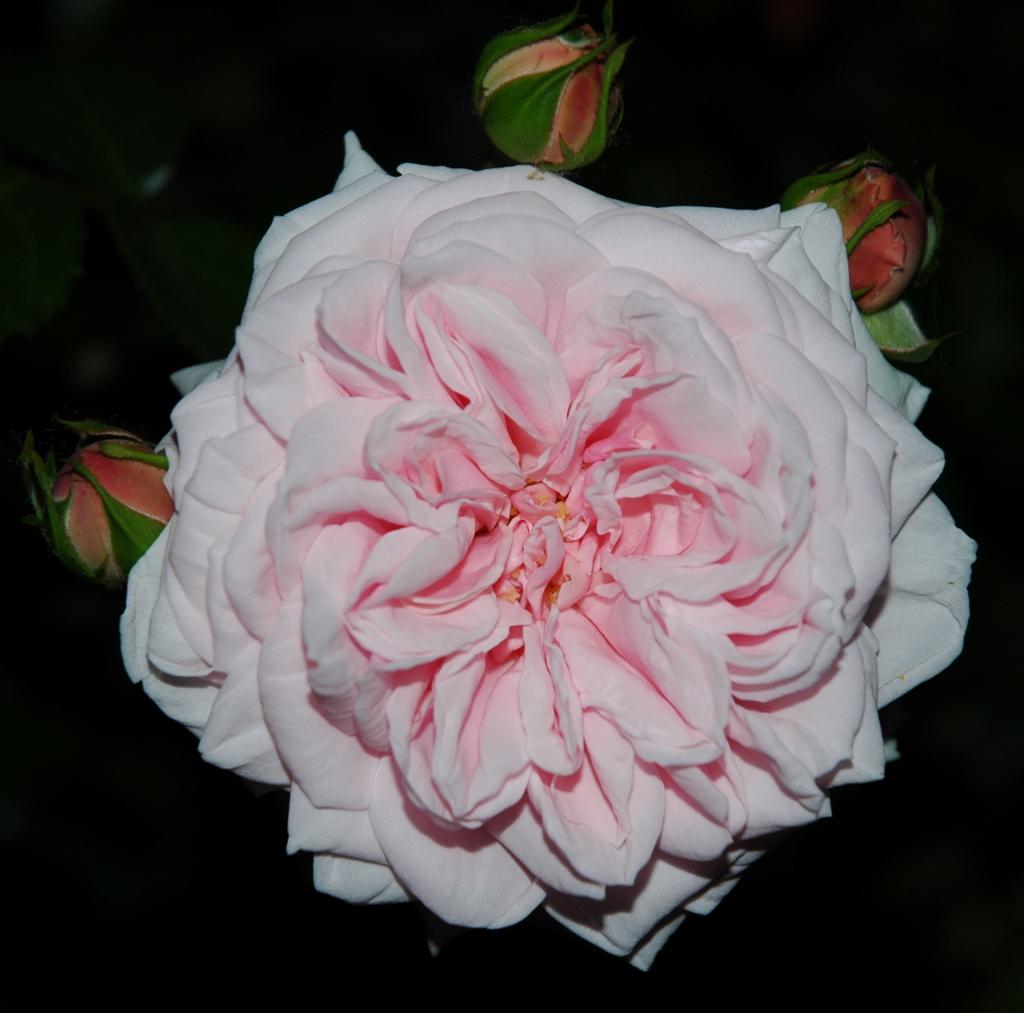 Rosa 2