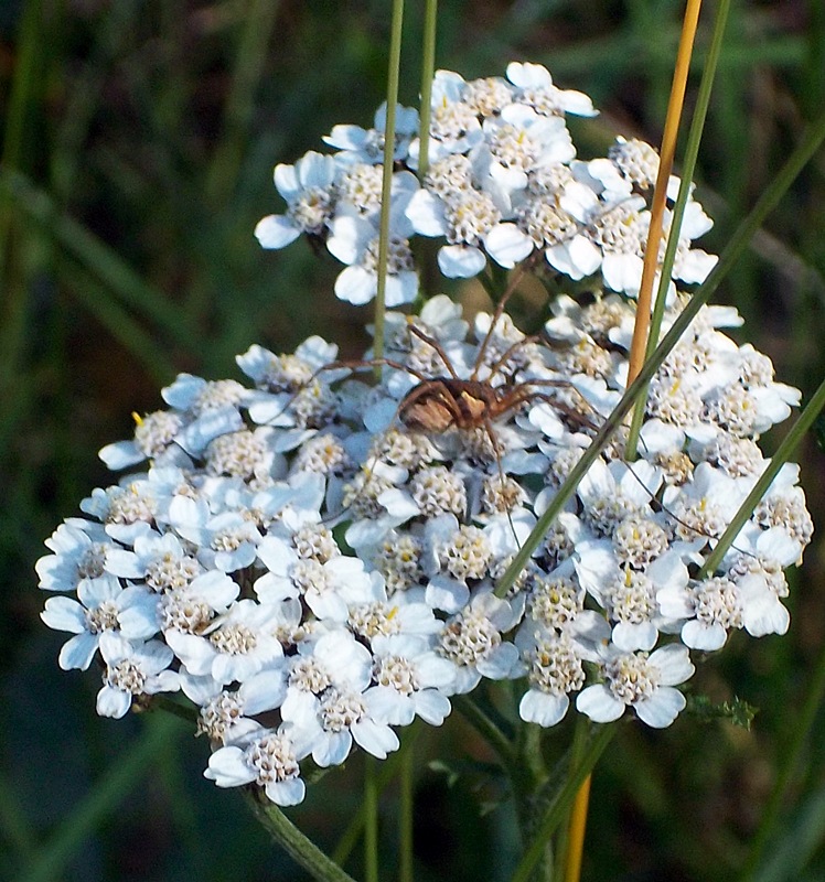 ragnetto