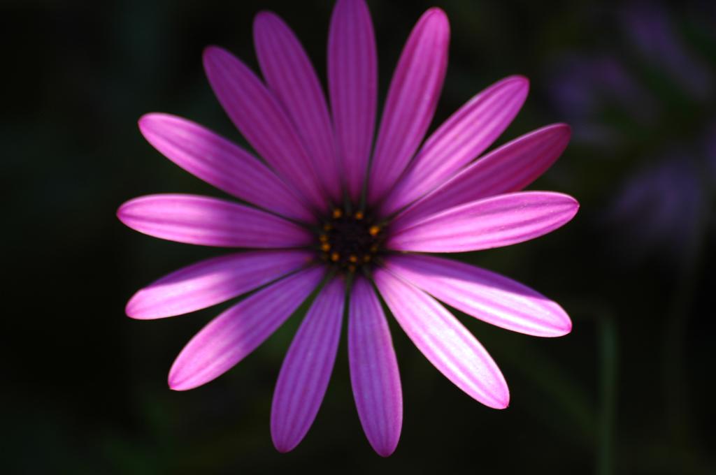 Fiore 3