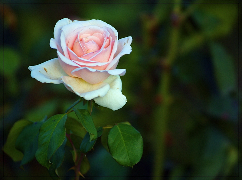 rosa