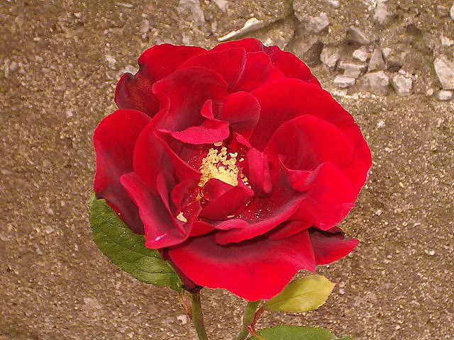 rosa