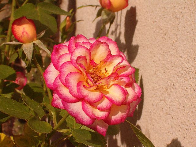 rosa 2