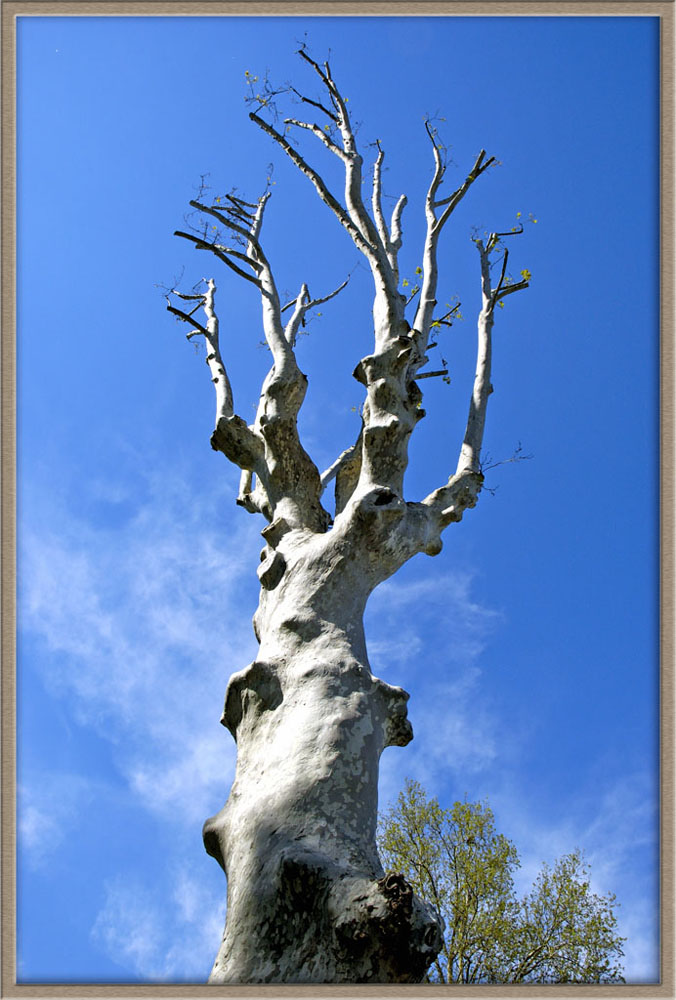 Albero