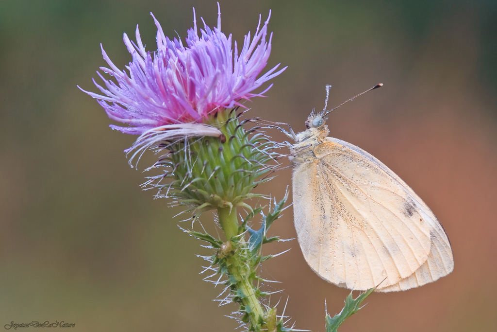Pieris Rapae