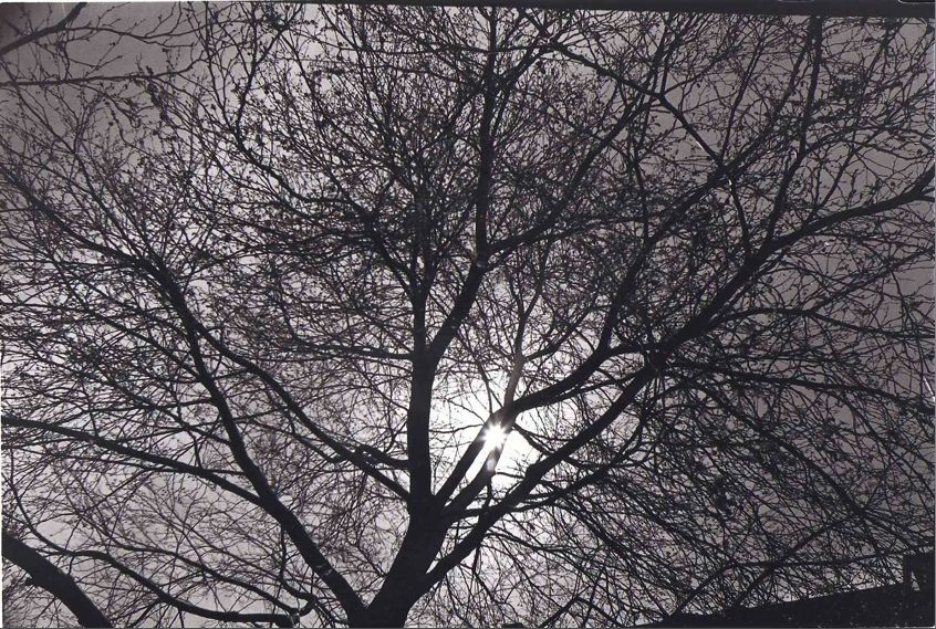 L_albero