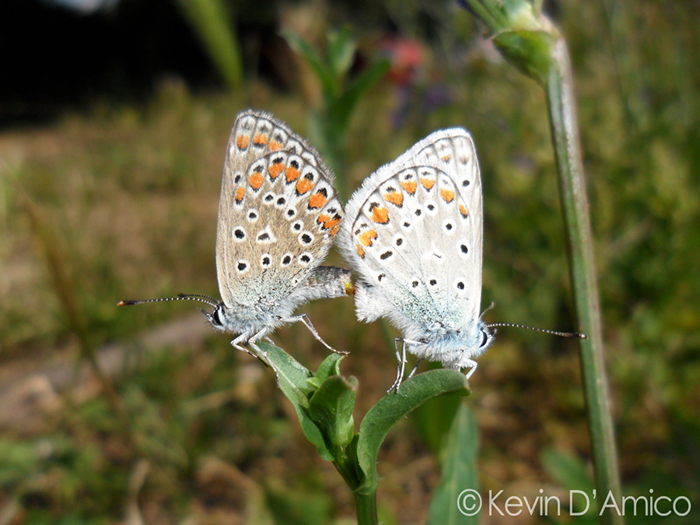 Butterfly Love