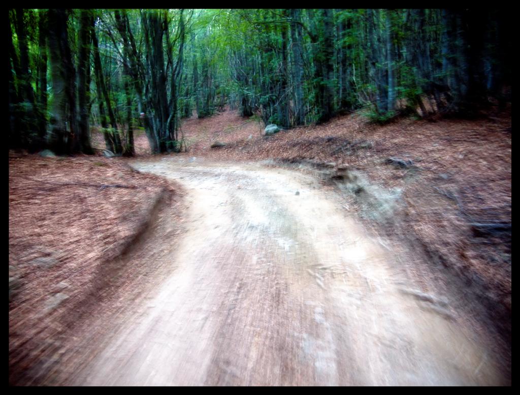 psychedelic wood