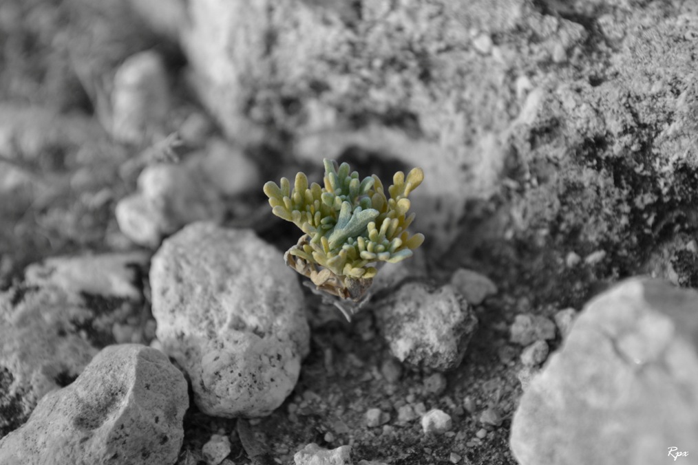 La forza della Natura