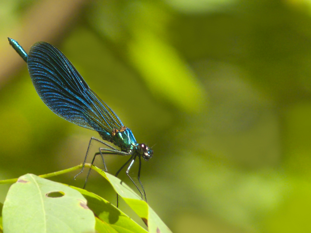 Libellula