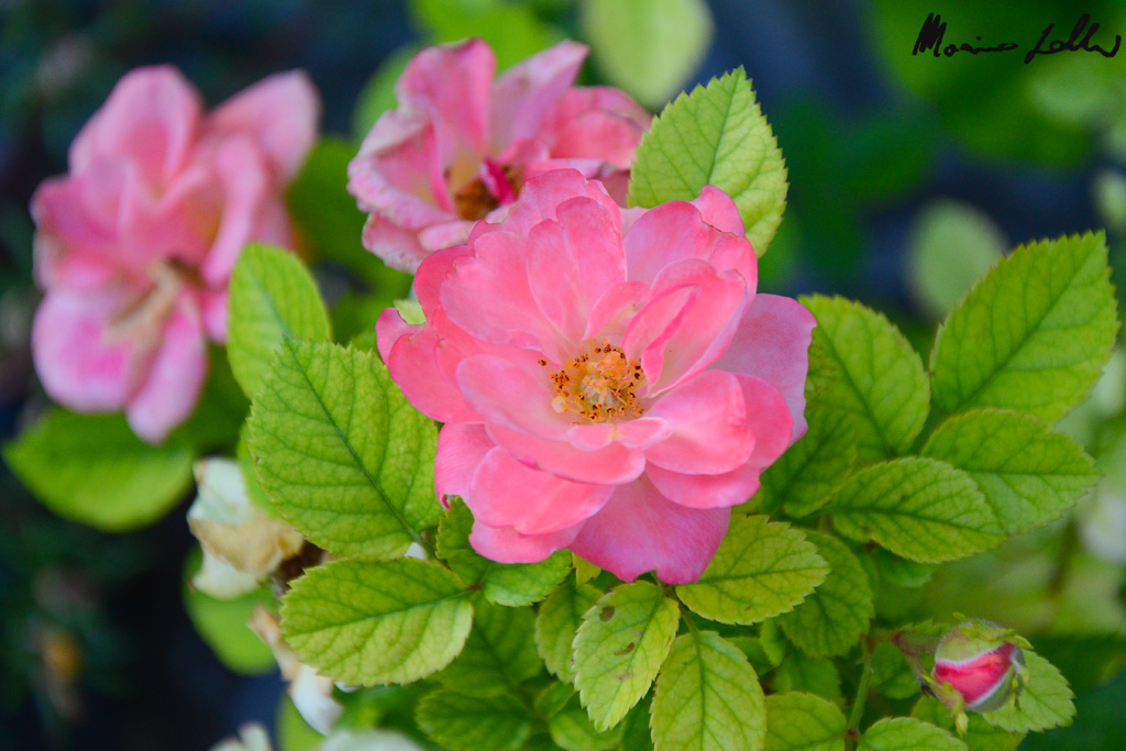 "Rose"