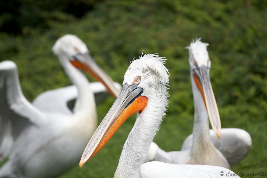 Pellicani