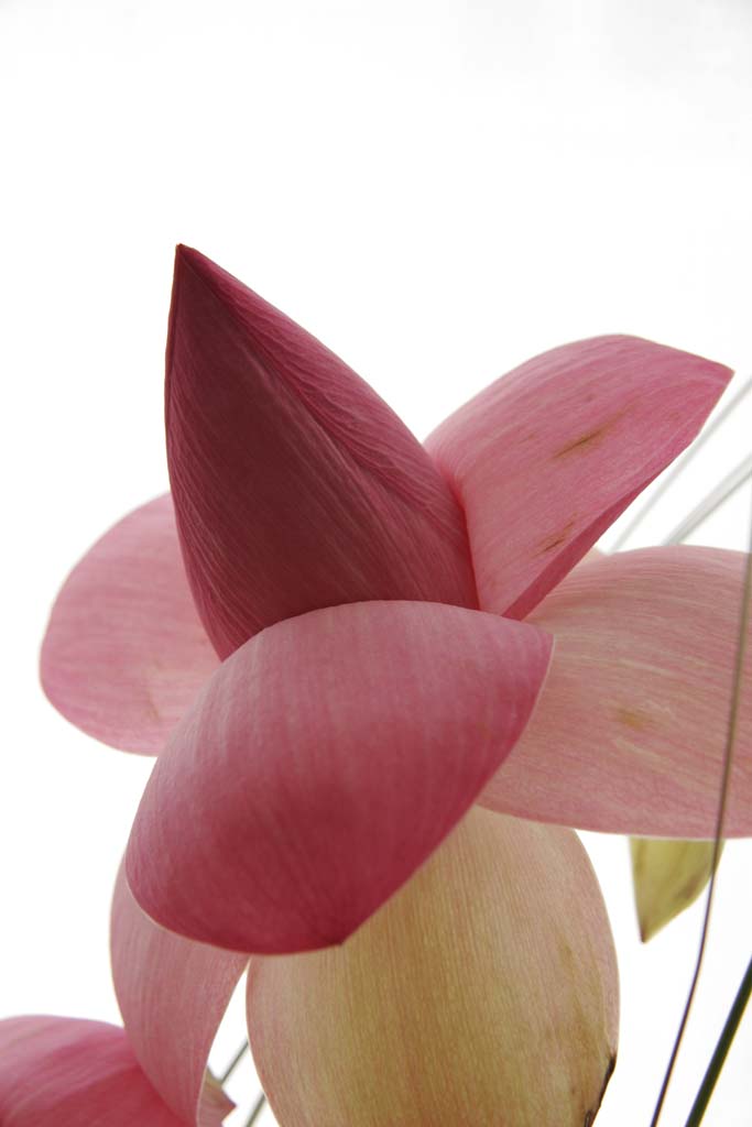 Fiore di Loto 2