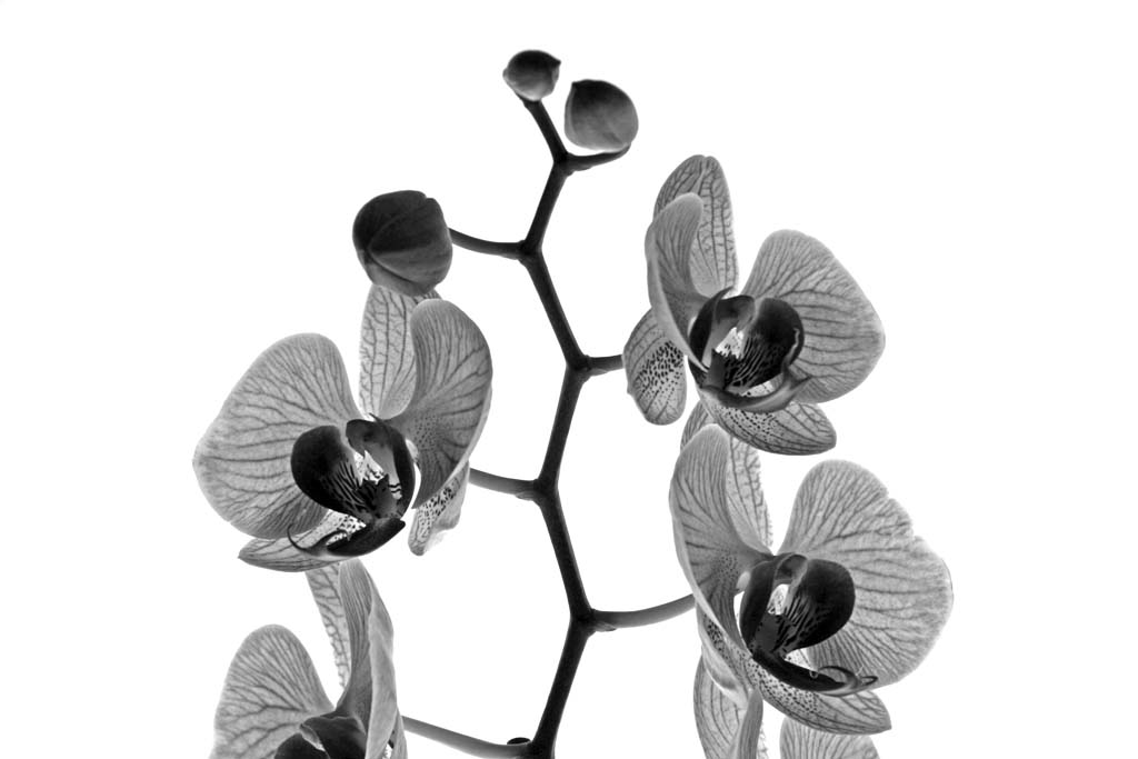 Orchidea BN 3