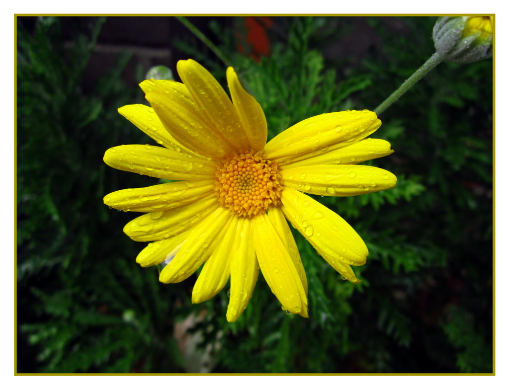 Giallo 2