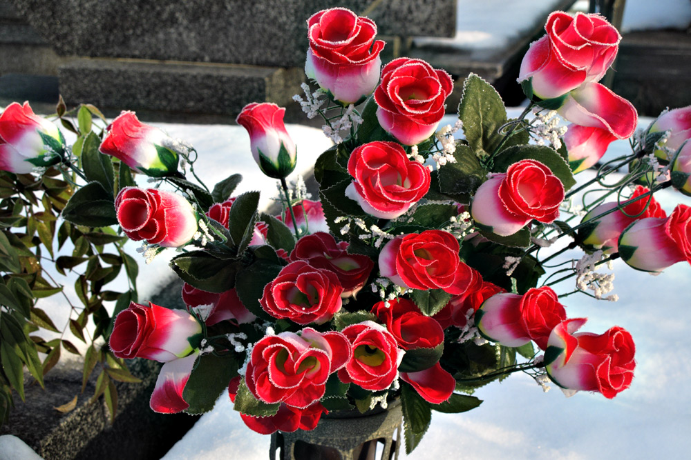 Boccioli di rosa