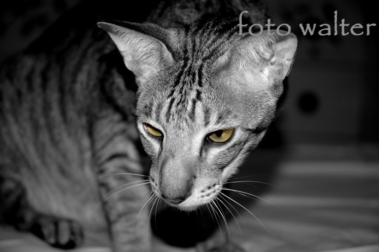 micio tapi.