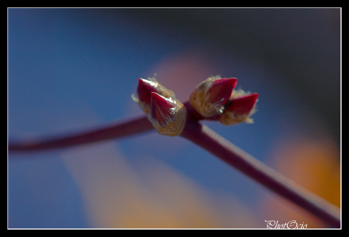 macro nature 2