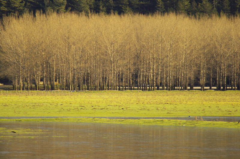 Alberi II (Lago Laceno, AV)