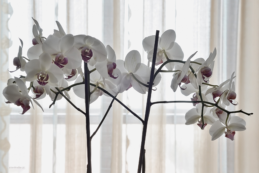 orchideeweb.