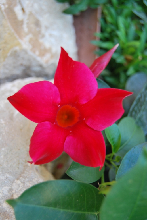 Fiore