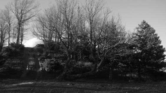 Collinetta